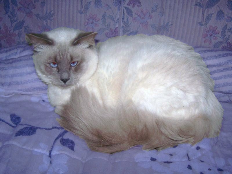 Samson031208.jpg