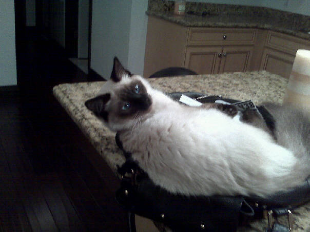 bearinpurse.jpg