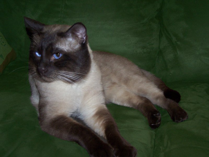 kahlua031208.jpg
