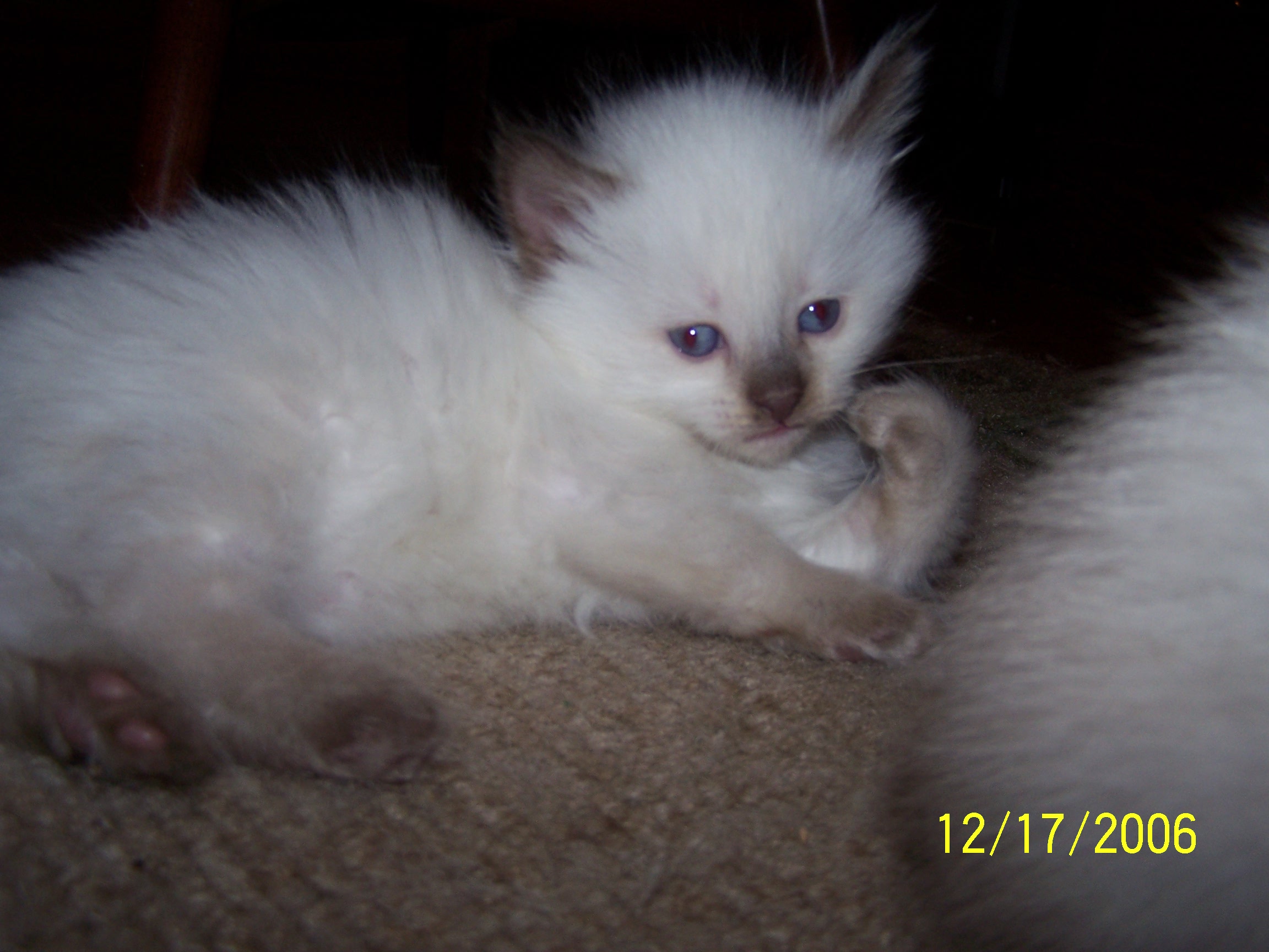 lilacboy041507.jpg