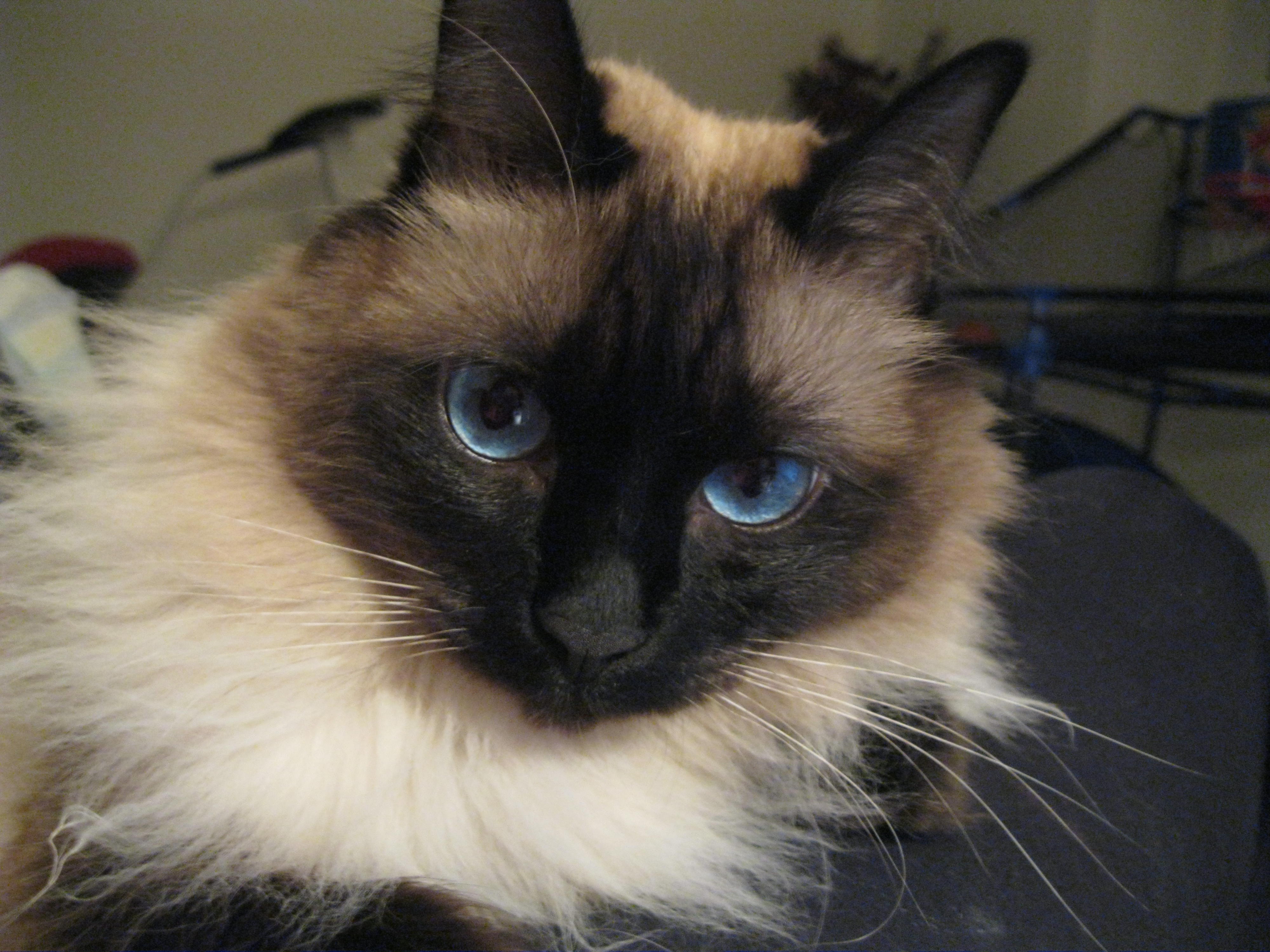 sophie.jpg.JPG